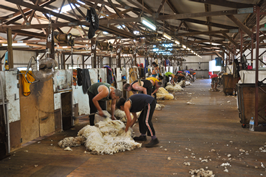 Cooinbil Shearing 039051  © Claire Parks Photography
